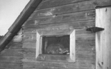 Raccoon