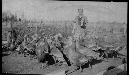 Turkeys2