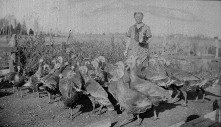 Turkeys2